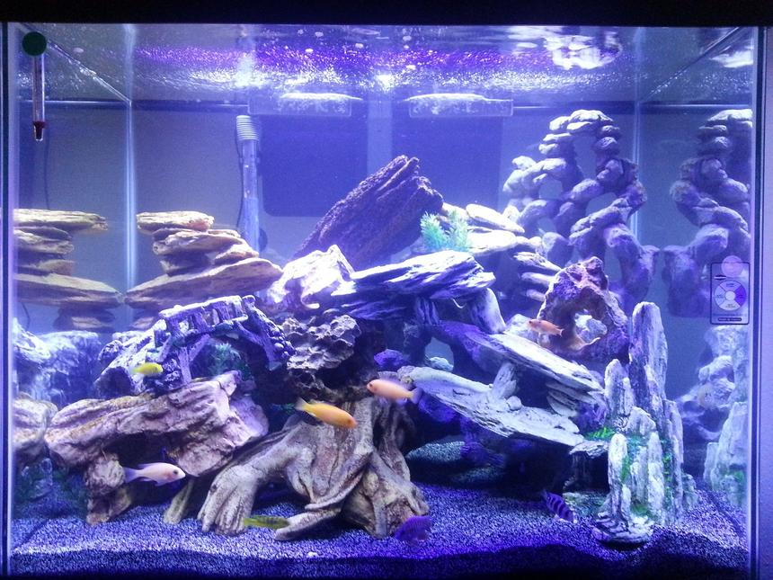 Rated #99: 56 Gallons Freshwater Fish Tank - 56 gallon cichlid tank