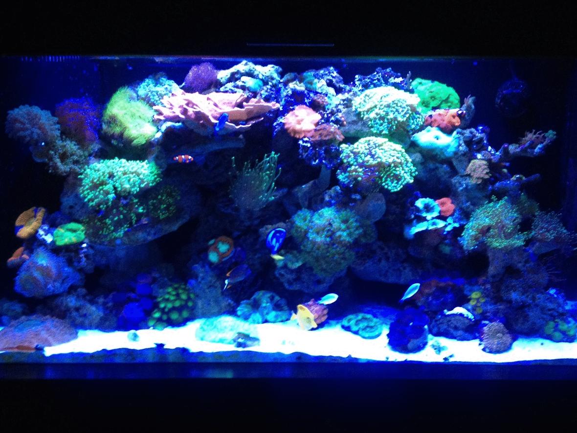 90 gallons reef tank (mostly live coral and fish) - Old shot let me know what you think, ill try and get a new one today, Mind you this was taken with an Iphone so quality is no the best