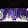 55 gallons freshwater fish tank (mostly fish and non-living decorations) - Freshwater tank with slate and a variety of community fish