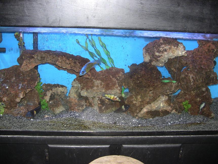 Rated #203: 55 Gallons Freshwater Fish Tank - 55 gal african cichlid malawi,tanganyika, victorian mixed tank