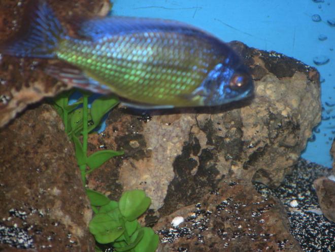 freshwater fish - protomelas steveni - taiwan reef stocking in 55 gallons tank - taiwan reef