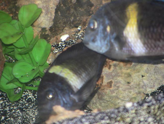freshwater fish - tropheus moorii - moorii (kaiser ii) cichlid stocking in 55 gallons tank - mating duboisi