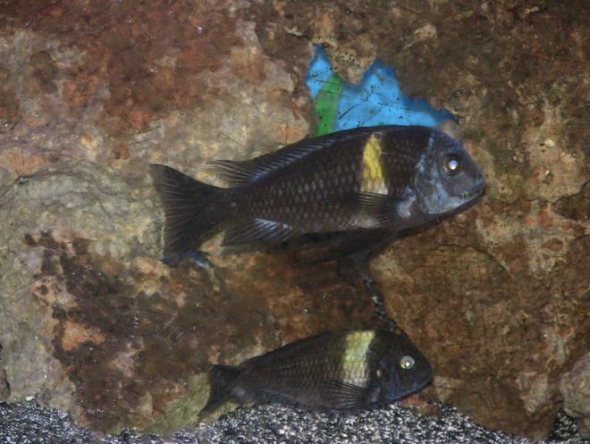 freshwater fish - tropheus moorii - moorii (kaiser ii) cichlid stocking in 55 gallons tank - male n female duboisi