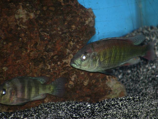 freshwater fish - pundamilia nyererei - nyererei hap stocking in 55 gallons tank - zebra n flameback victorian