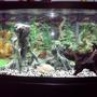 72 gallons freshwater fish tank (mostly fish and non-living decorations) - veiltail oscar with 5 silver dollars