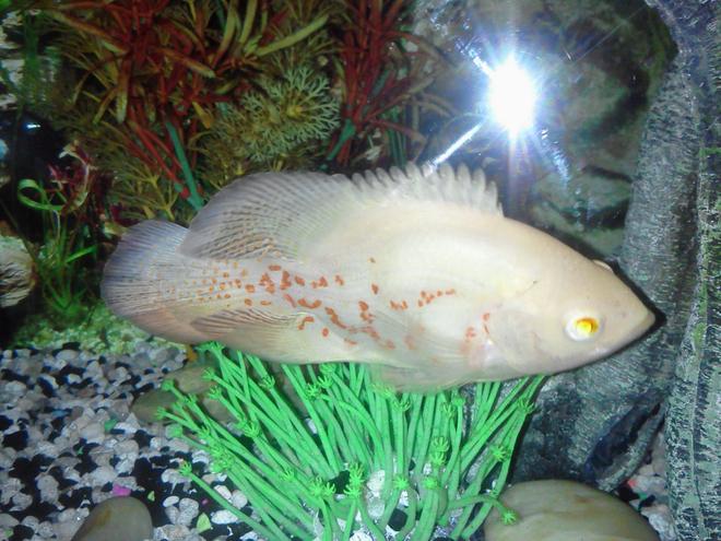 freshwater fish - astronotus ocellatus - tiger oscar stocking in 72 gallons tank - veil tail oscar