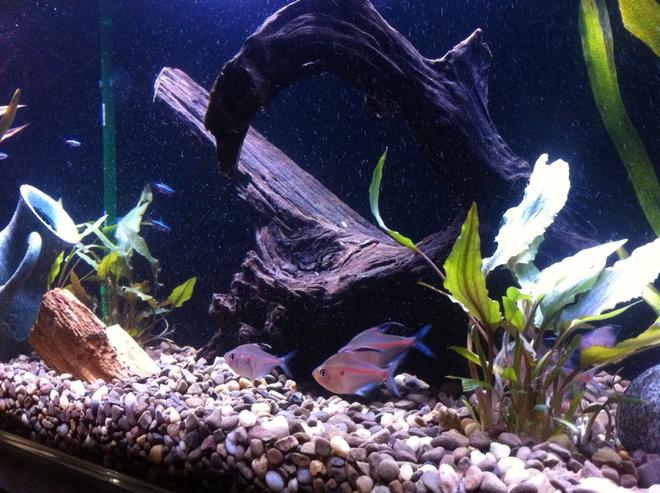 freshwater fish - hyphessobrycon erythrostigma - bleeding heart tetra stocking in 35 gallons tank - Several of our bleeding hearts.