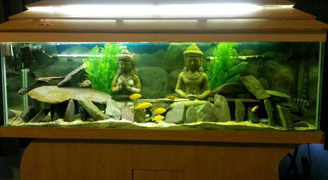 55 gallons freshwater fish tank (mostly fish and non-living decorations) - My tank- front facing with one type of light on only.