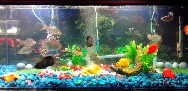 67 gallons freshwater fish tank (mostly fish and non-living decorations) - New Setup of 67 gallon tank with Oscar, Blood Parrot, Silver dollar, Bala Shark, Argus, Tin foil etc. All non living plant.