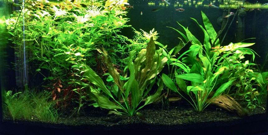 Rated #500: 46 Gallons Planted Tank - 46G planted tank at 3 months.  Weekly trimming is required due to rapid growth of wisteria and ludwiga.  Red Flame Sword gets 2 or 3 new leaves each week.