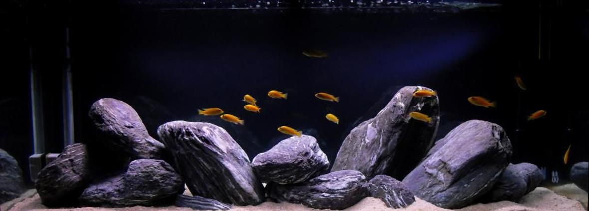 63 gallons freshwater fish tank (mostly fish and non-living decorations) - yellow lab tank