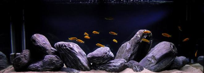 63 gallons freshwater fish tank (mostly fish and non-living decorations) - yellow lab tank