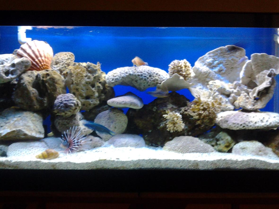90 gallons saltwater fish tank (mostly fish, little/no live coral) - 90 gal
