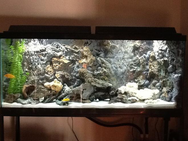 55 gallons freshwater fish tank (mostly fish and non-living decorations) - diy rock 3d background