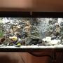 55 gallons freshwater fish tank (mostly fish and non-living decorations) - diy rock 3d background