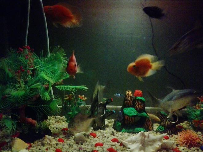 freshwater fish - heros severus x amphilophus citrinellum - blood parrot stocking in 37 gallons tank - fish