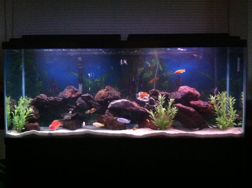 Rated #51: 55 Gallons Freshwater Fish Tank