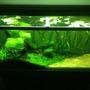 33 gallons planted tank (mostly live plants and fish) - tank!