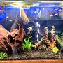 45 gallons freshwater fish tank (mostly fish and non-living decorations) - 3 foot community tank with angels, gouramis, red eye tetras, red blue columbian tetras & bristlenose catfish