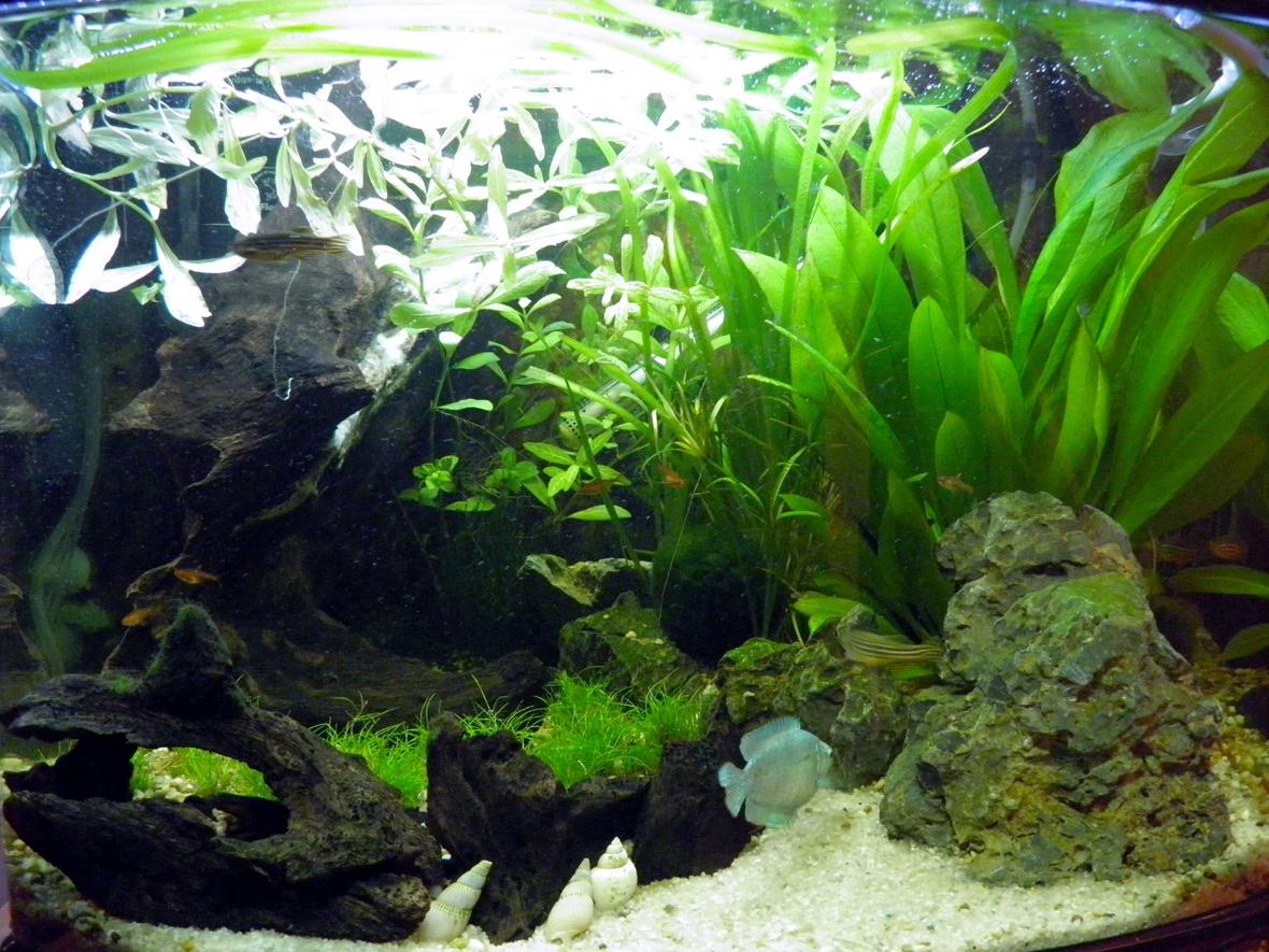13 gallons planted tank (mostly live plants and fish) - Fron't view of the tank. Tank is cubed shaped so its be set out so it can viewed from either side aswell.
