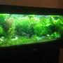 40 gallons planted tank (mostly live plants and fish) - Planted aquarium with lots of rasbora