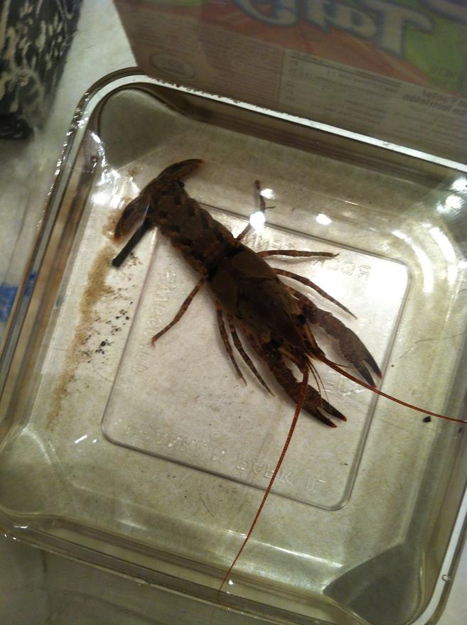 corals inverts - procambarus sp. - red lobster stocking in 56 gallons tank - Large Crawfish that I caught recently