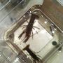 fish tank picture - Size comparison of crayfish