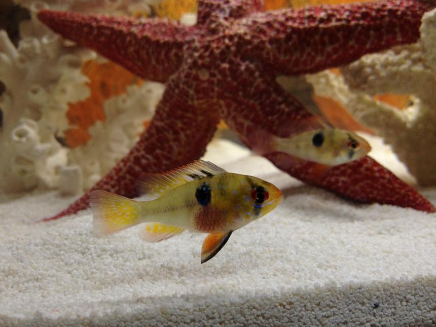 Rated #39: Freshwater Fish - Papiliochromis Ramirezi - German Blue Ram Stocking In 20 Gallons Tank - My 2 blue rams