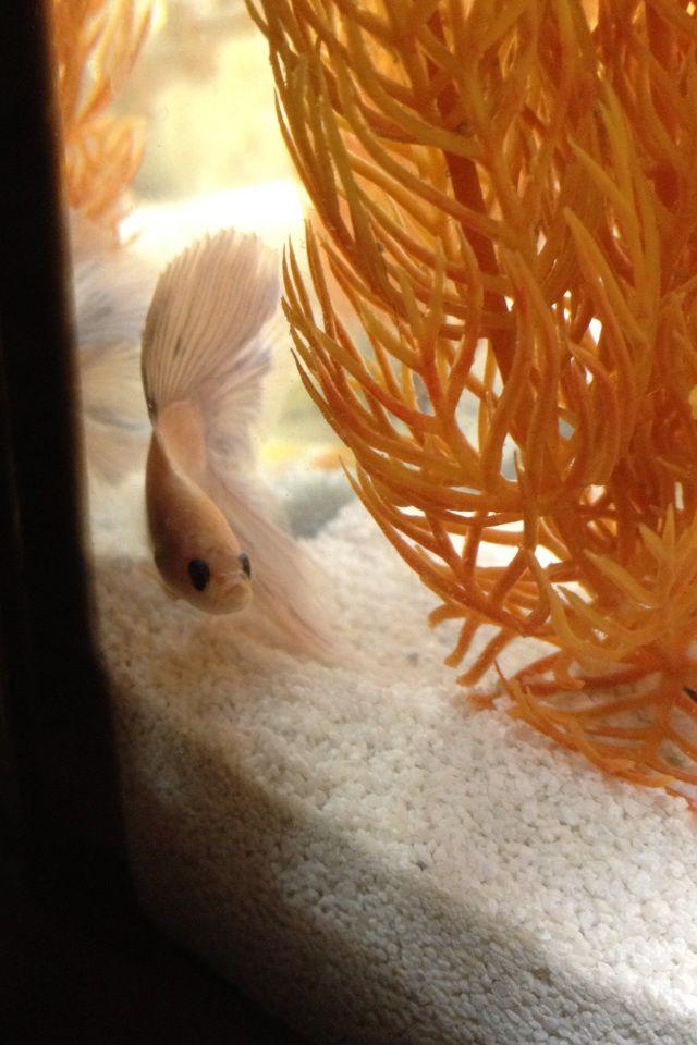 freshwater fish - betta splendens - betta - male stocking in 20 gallons tank - Napoleon likes his new blue ram
buddies.