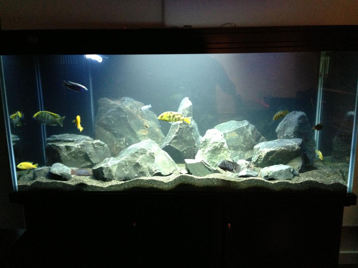 145 gallons freshwater fish tank (mostly fish and non-living decorations) - Fresh water cichlid tank