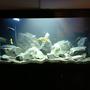 145 gallons freshwater fish tank (mostly fish and non-living decorations) - Fresh water cichlid tank