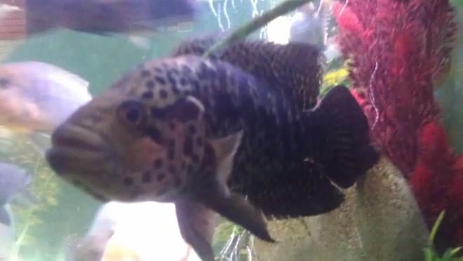 freshwater fish - parachromis managuensis - jaguar cichlid stocking in 200 gallons tank - Jaguar cichlid