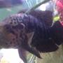 freshwater fish - parachromis managuensis - jaguar cichlid stocking in 200 gallons tank - Jaguar cichlid