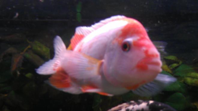 freshwater fish - amphilophus labiatus - red devil stocking in 200 gallons tank - Red devil cichlid 7 inches roughly