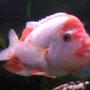freshwater fish - amphilophus labiatus - red devil stocking in 200 gallons tank - Red devil cichlid 7 inches roughly