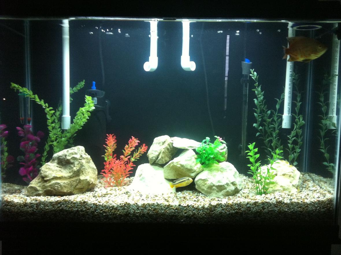 45 gallons freshwater fish tank (mostly fish and non-living decorations) - My 45 Gallon Tall Cichlid Tank.