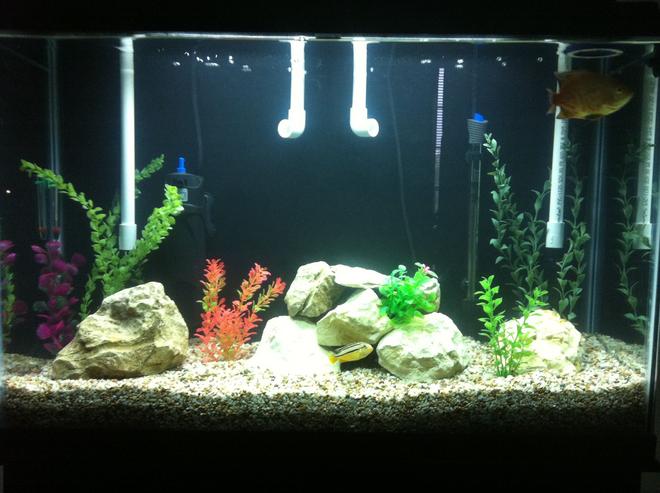 45 gallons freshwater fish tank (mostly fish and non-living decorations) - My 45 Gallon Tall Cichlid Tank.
