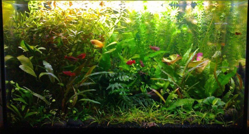 Rated #13: 15 Gallons Planted Tank - Garden style. Easy plants, weekly 1/3 water change and pruning. Excel daily and liquid ferts every 2nd day. Honey gourami, 5 cherry barbs, 4 triliniatus corydoras (aka three-line or false julii cory).  Also red cherry shrimp and a few ramshorn snails. Plant list see my profile :)