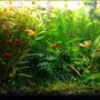 15 gallons planted tank (mostly live plants and fish) - Garden style. Easy plants, weekly 1/3 water change and pruning. Excel daily and liquid ferts every 2nd day. Honey gourami, 5 cherry barbs, 4 triliniatus corydoras (aka three-line or false julii cory). Also red cherry shrimp and a few ramshorn snails. Plant list see my profile :)
