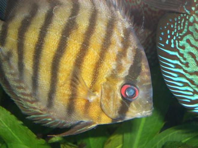 freshwater fish - symphysodon aequifaciatus axelrodi - brown discus stocking in 55 gallons tank - Wild Brown Discus