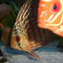 freshwater fish - symphysodon spp. - snakeskin discus stocking in 55 gallons tank - Discus Pictures
