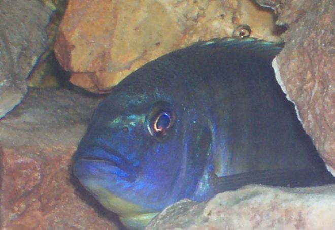 freshwater fish - nimbochromis venustus - venustus cichlid stocking in 30 gallons tank - African Cichlid tank