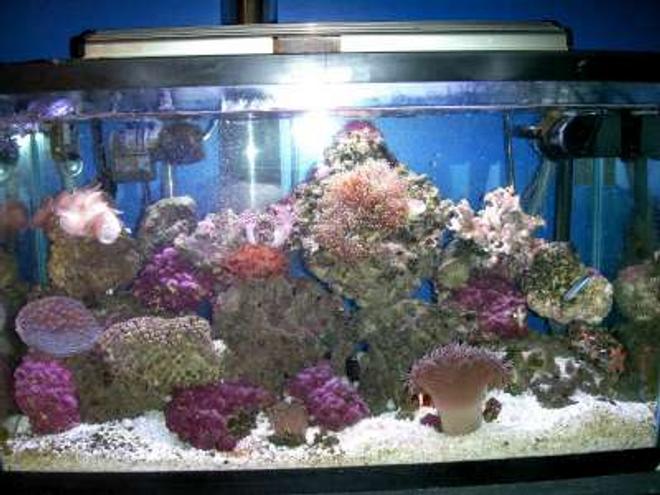 55 gallons reef tank (mostly live coral and fish) - Reef Tank 29 gallon