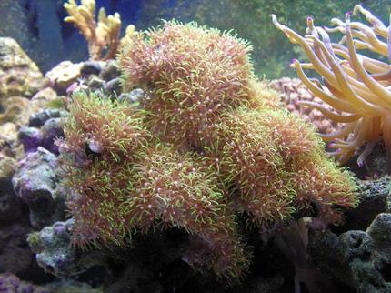 corals inverts - briareum sp. - evergreen starburst polyp stocking in 55 gallons tank - Green Polly