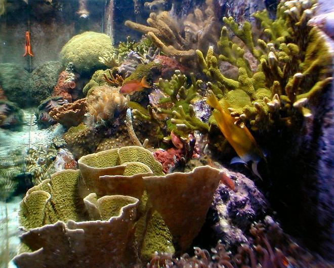 180 gallons reef tank (mostly live coral and fish) - 180 Gallon (240 system gallons), SPS, LPS and Tridacnid Clams.  3x250w AB 10K DE bulbs in a AB Aquaspace lighting fixture.  Custom built dual beckett 30 inch skimmer powered by Iwaki MD70RLT.