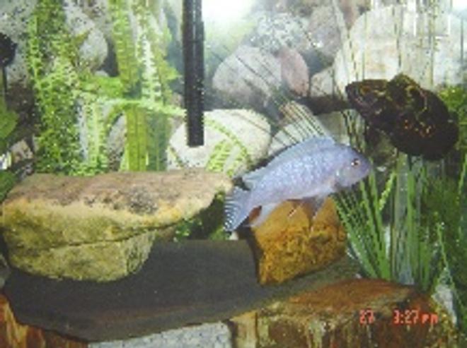 freshwater fish - astronotus ocellatus - tiger oscar stocking in 30 gallons tank - my buddies.