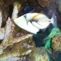 saltwater fish - rhinecanthus aculeatus - humu picasso triggerfish stocking in 90 gallons tank - humu humu