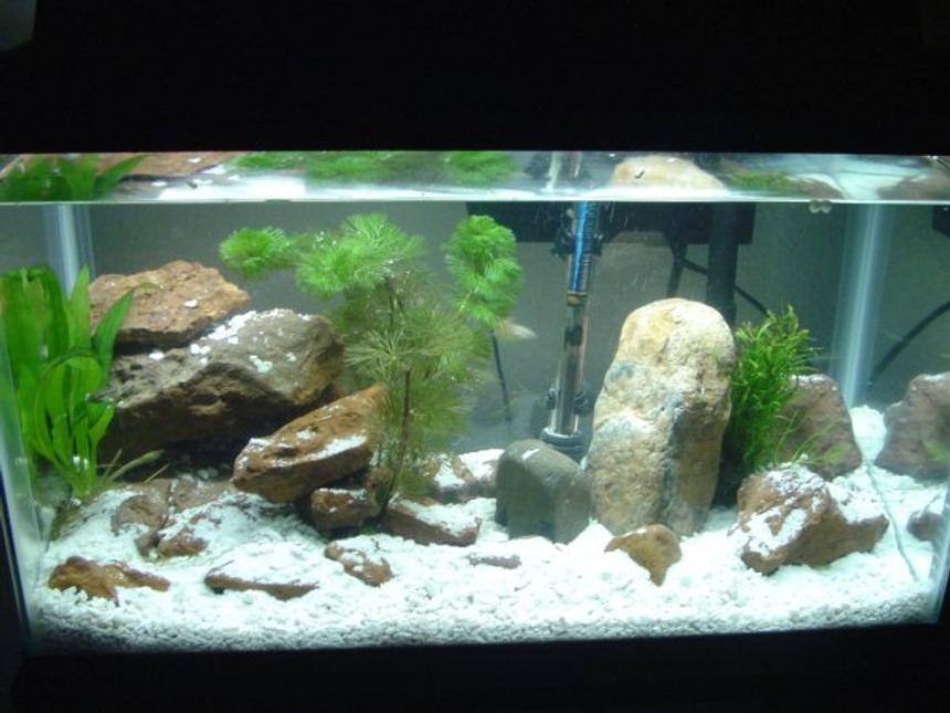 Rated #208: 10 Gallons Freshwater Fish Tank - This is my 10 gallon setup.