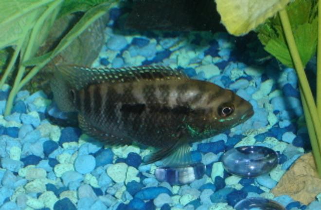 freshwater fish - nandopsis octofasciatum - jack dempsey stocking in 55 gallons tank - Young Jack Depmsey