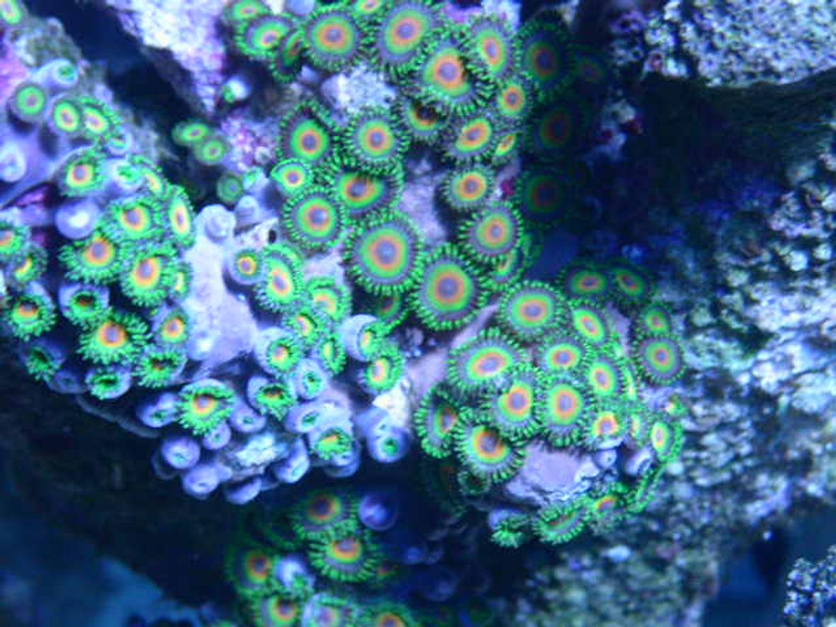 corals inverts - zoanthus sp. - eye of jupiter zoanthids stocking in 37 gallons tank - Rasta zoanthids or eagle zoo's.